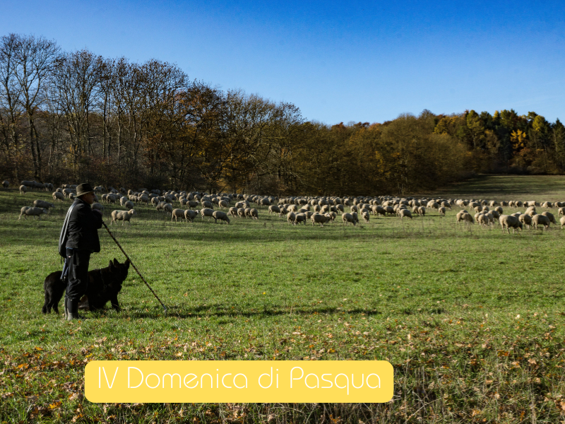 Domenica del Buon Pastore